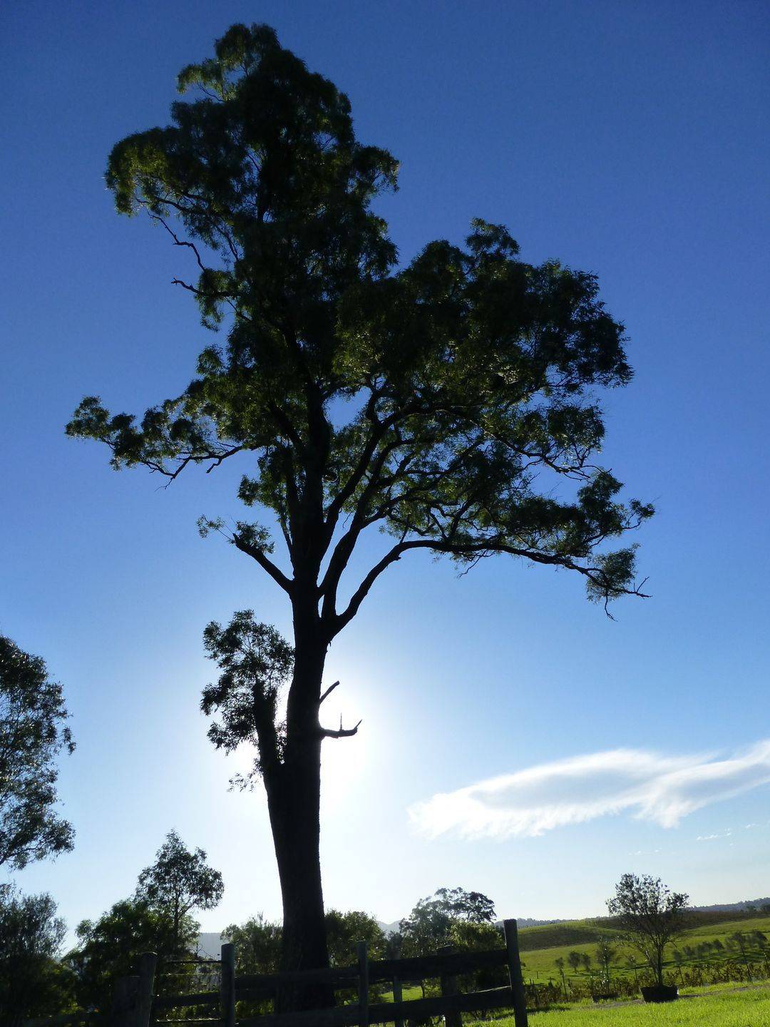 Hanging Tree Wines | Australia