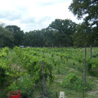 Graham Creeks Wine and Vine gallery photo