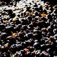Winery & Distillery Ana Naglich gallery photo