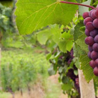 Veroushka Vidaurre Corredora de Viñedos gallery photo