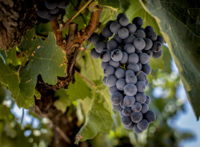 Venta de Viñedo photo