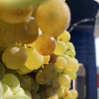 Topiary Wines gallery photo