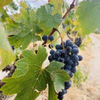 Topiary Wines gallery photo