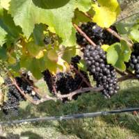 wineinsights gallery photo