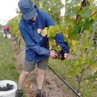 wineinsights gallery photo