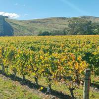 wineinsights gallery photo