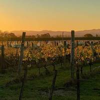 wineinsights gallery photo