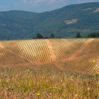 Thummerer Winery gallery photo