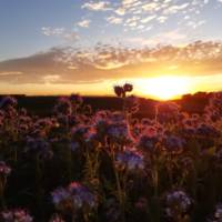 Weingut Rieger gallery photo