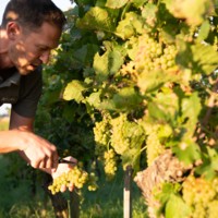 Weingut Rieger gallery photo