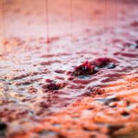 Weingut Rieger gallery photo