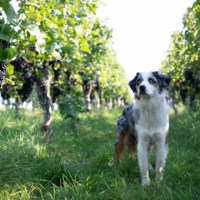 Weingut Rieger gallery photo