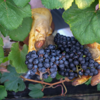 Coordinates Vineyards gallery photo