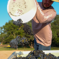 Coordinates Vineyards gallery photo