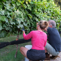 Coordinates Vineyards gallery photo