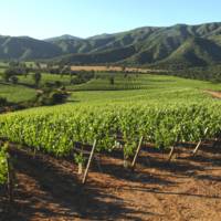 Cono Sur Vineyards & Winery gallery photo