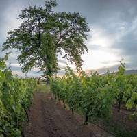 Cono Sur Vineyards & Winery gallery photo