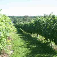 Annapolis Highland Vineyards gallery photo