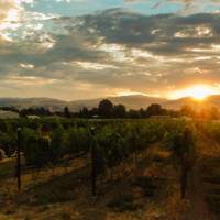 Lion Ranch Vineyards & Winery profile photo