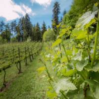 Trillium Creek Winery gallery photo