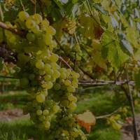 Velfrey Vineyard profile photo