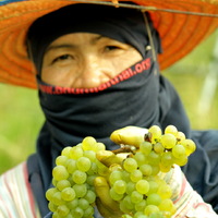 PB Valley Khao Yai Winery  gallery photo