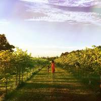 Four Maples Vineyard & Winery profile photo