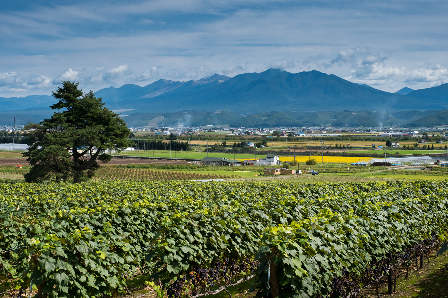 Japan Vineyards