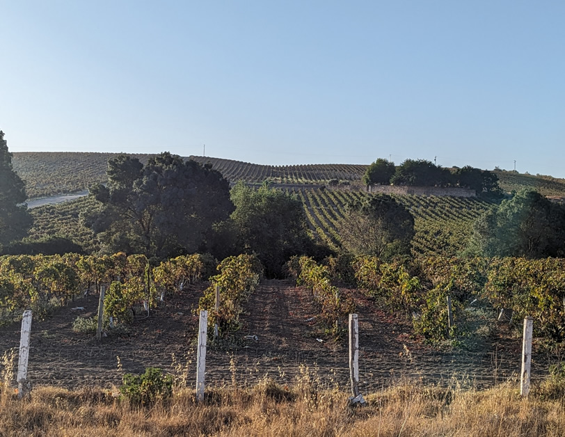 Andalusia Bodega