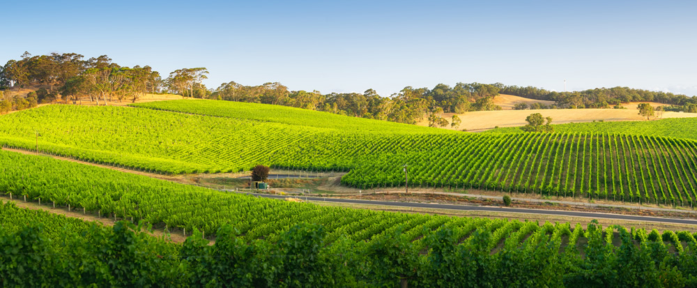 Adelaide Hills Vineyard