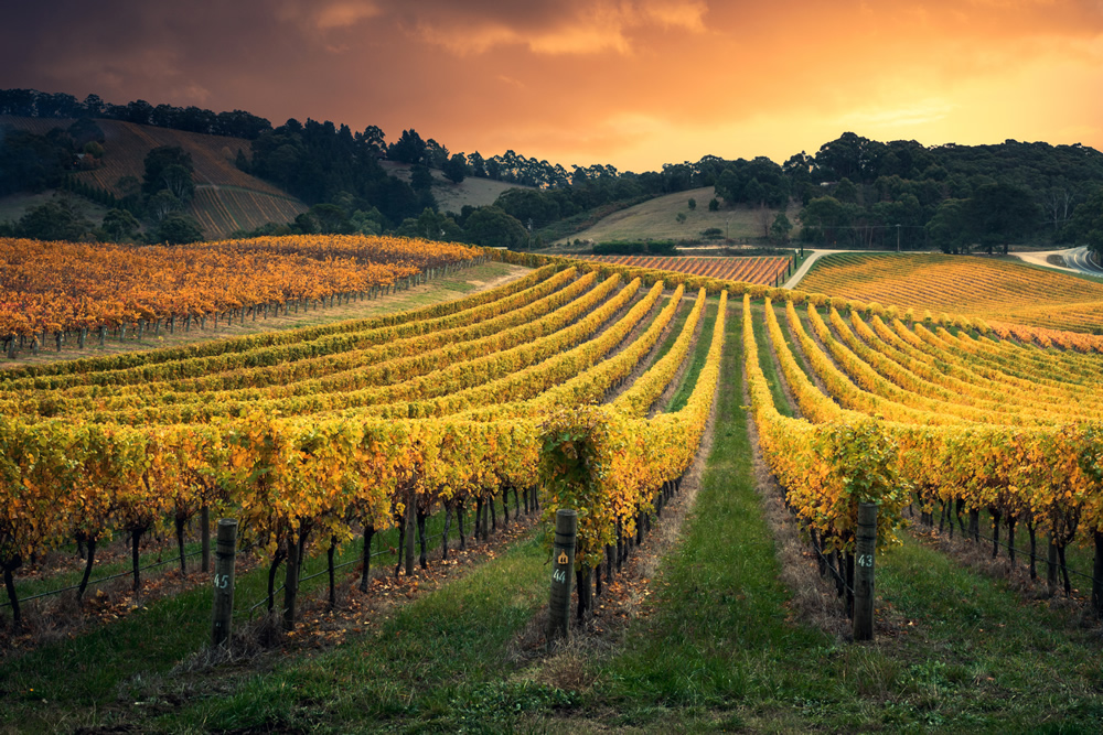 Barossa vineyard