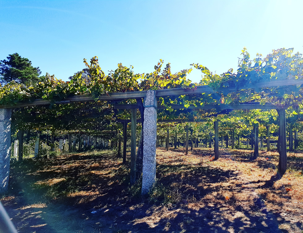 Galicia Pergola Vineyards