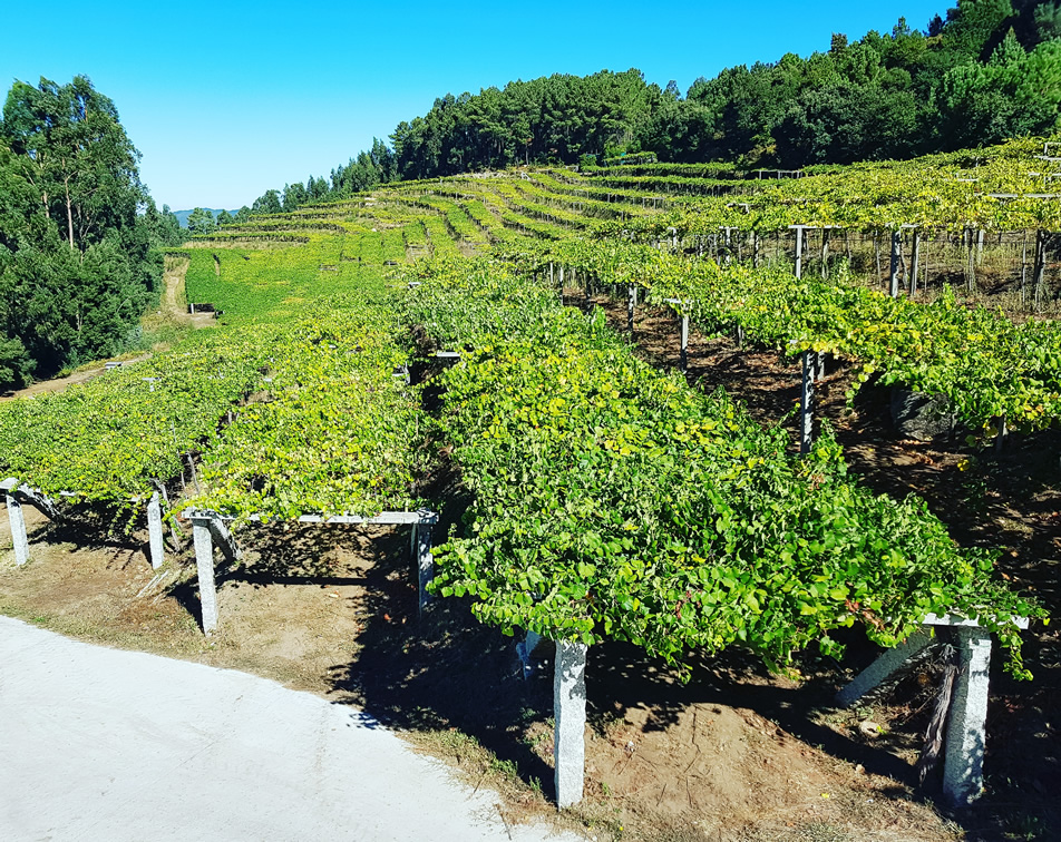 Galicia Pergolas Vineyards