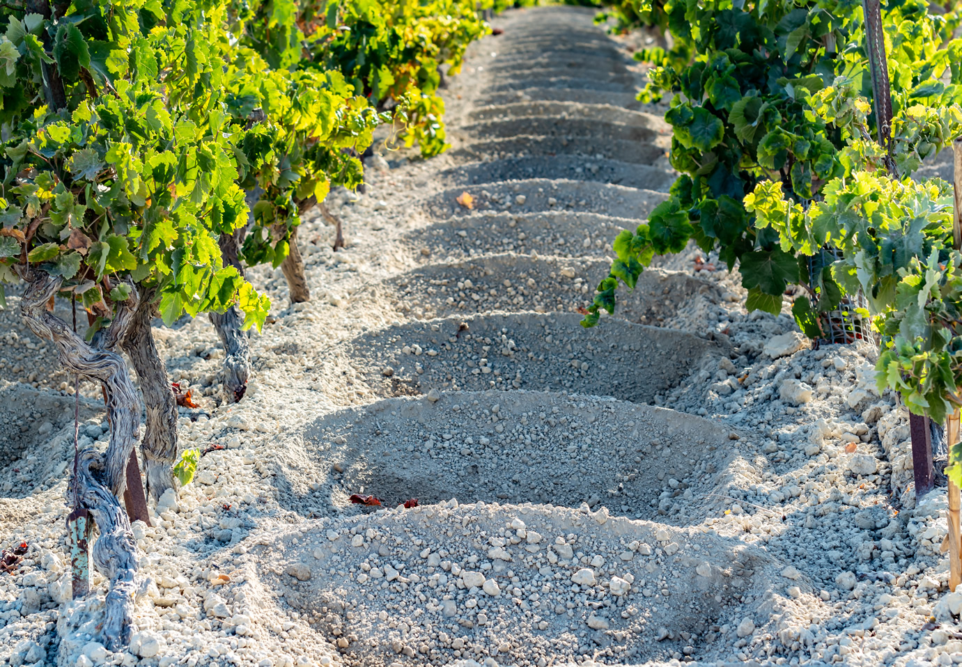 Jerez Vineyard