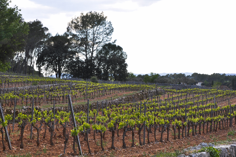 Languedoc Vineyards