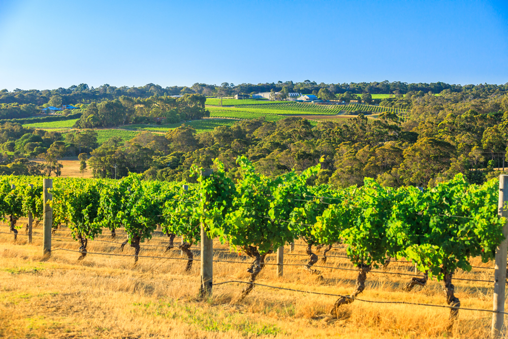 Margaret river vineyard