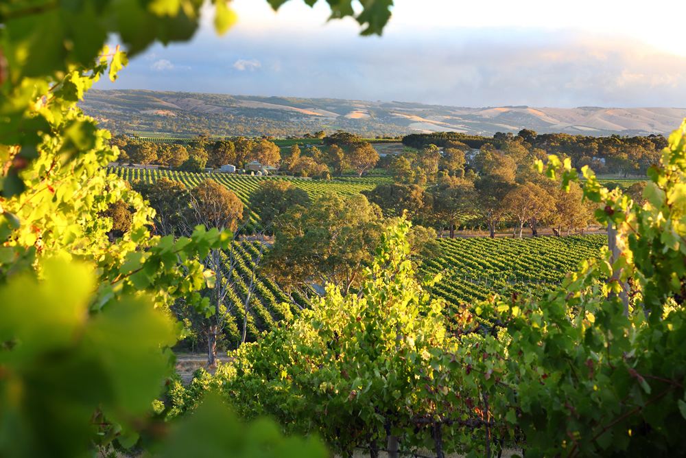 McLaren Vale Vineyards