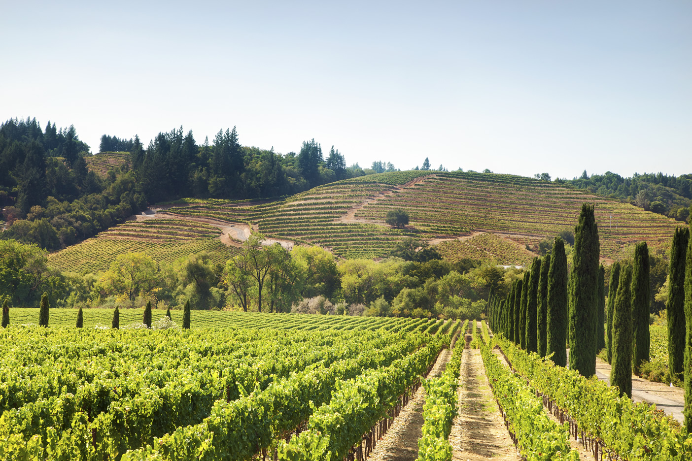 Napa Valley Vineyard