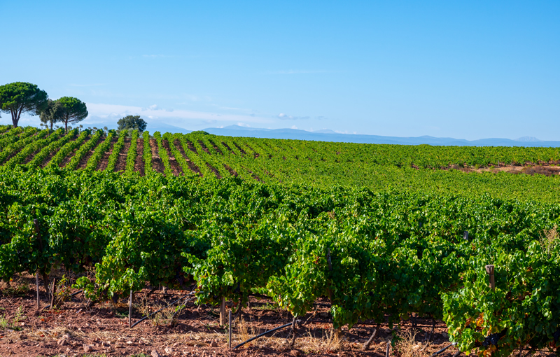 Provence Vineyards