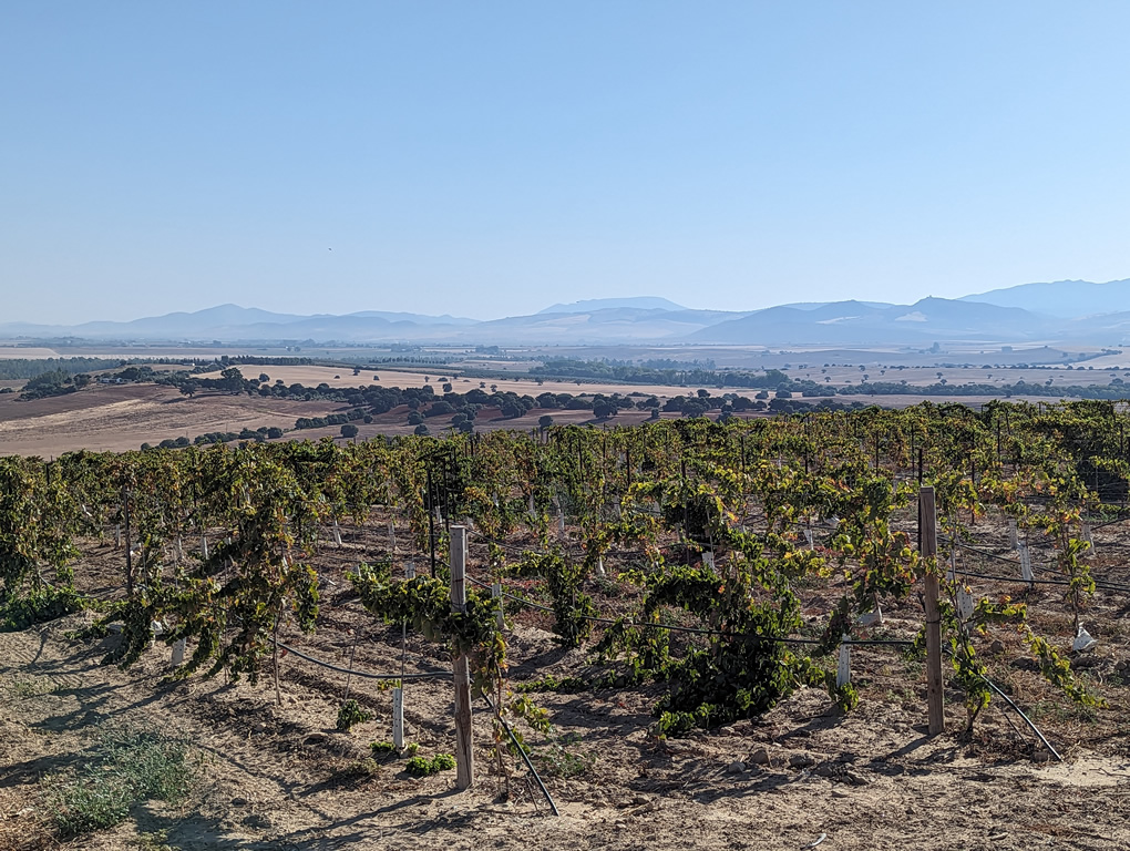 Vineyards of Andalusia