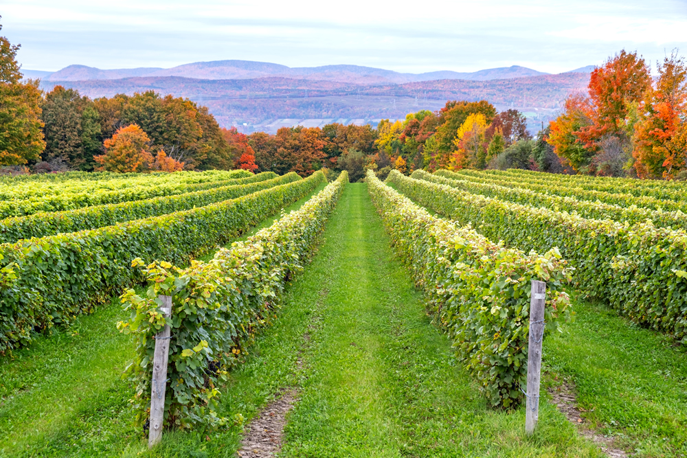 Quebec Vineyards