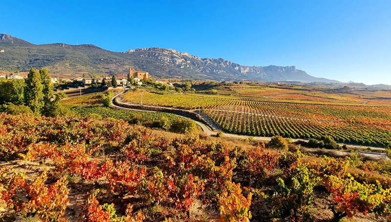 Spanish Wine Regions and Wines