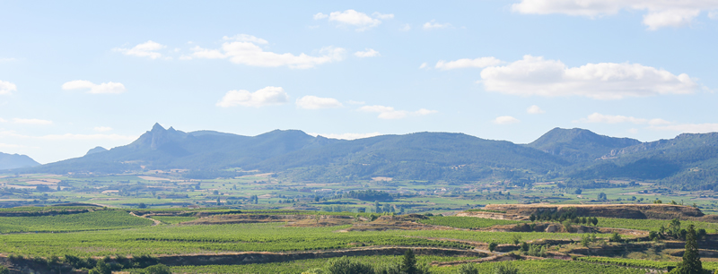 Rioja Vineyards