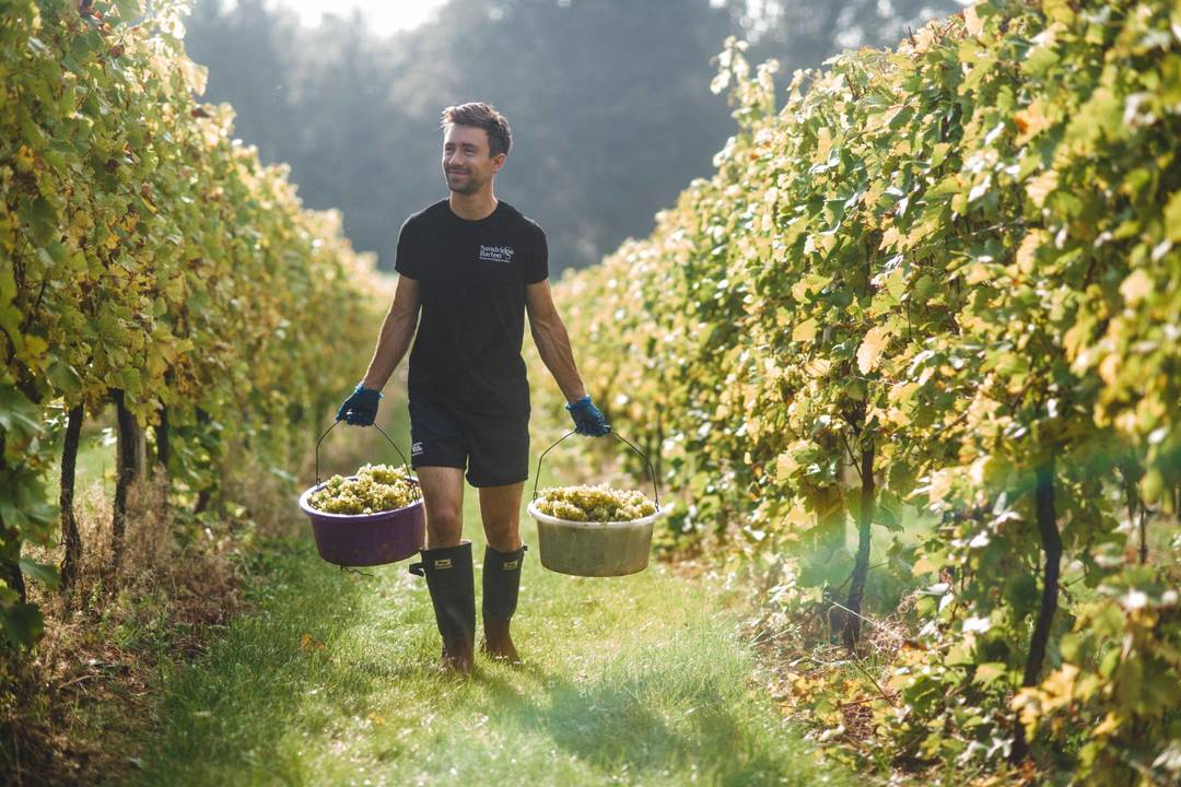 Sandridge Barton Wines