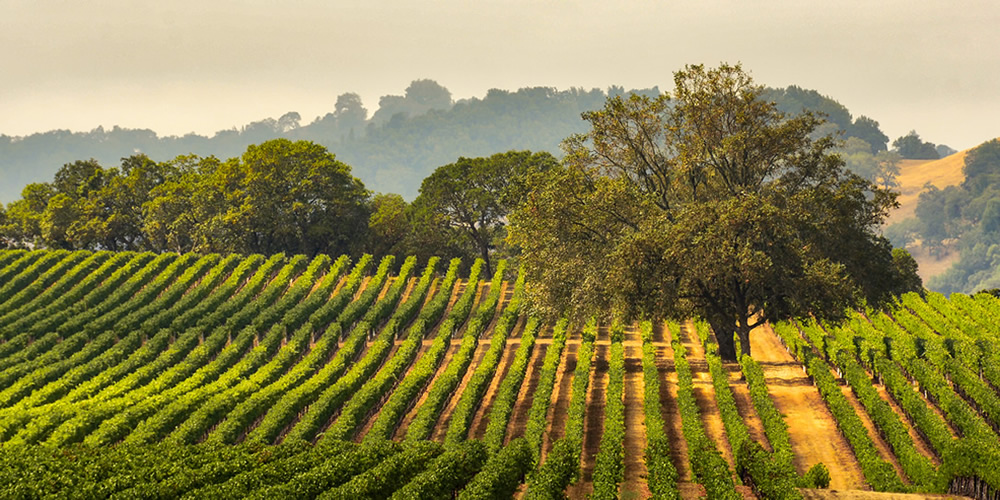 Sonoma Valley Vineyard