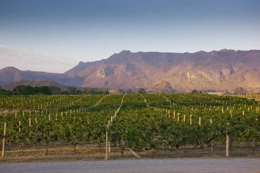 Thailand Vineyard