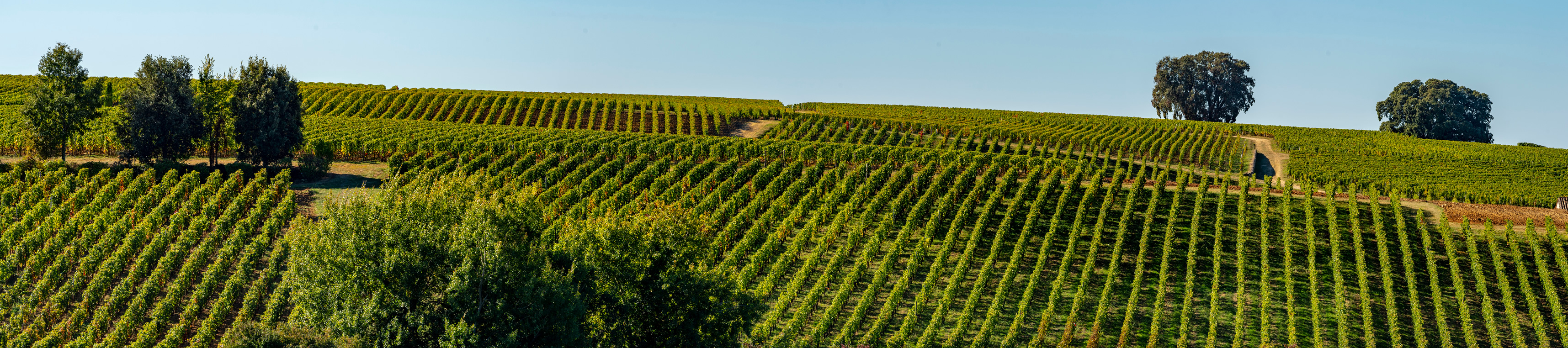 Saint Emilion Vineyard