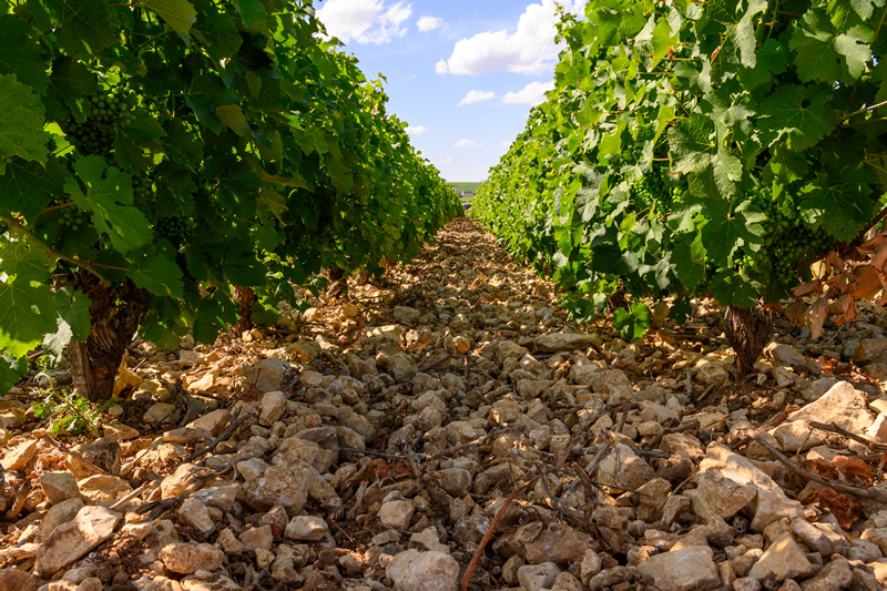 Terroir Sancerre Sauvignon Blanc