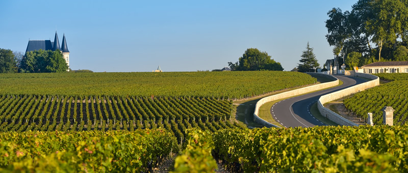 Médoc Vineyard Bordeaux