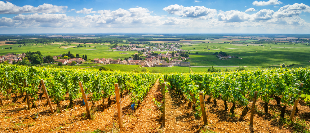 Burgundy Wine Region